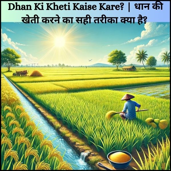 Dhan Ki Kheti Kaise Kare?