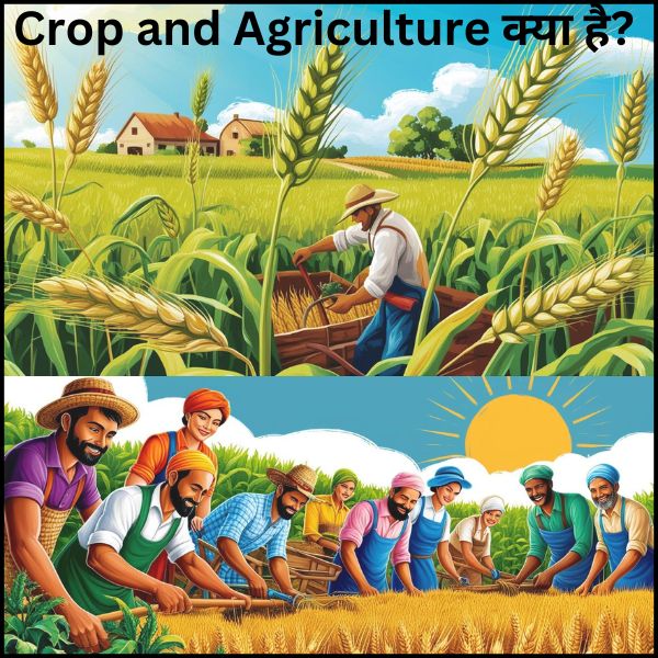 Crop and Agriculture क्या है?