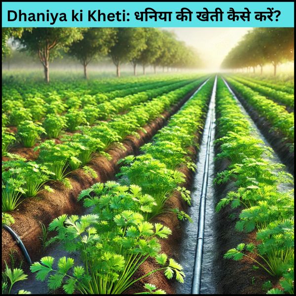 Dhaniya ki Kheti: धनिया की खेती कैसे करें?