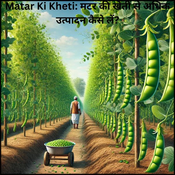 Matar Ki Kheti: मटर की खेती से अधिक उत्पादन कैसे लें?