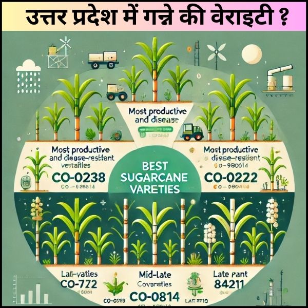 उत्तर प्रदेश में गन्ने की कौन सी वेराइटी सबसे अच्छी मानी जाती है?