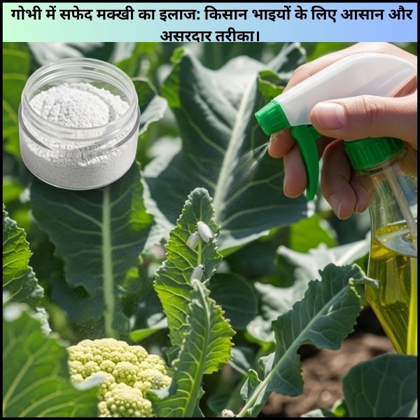 गोभी में सफेद मक्खी का इलाज: किसान भाइयों के लिए आसान और असरदार तरीका। गोभी में सफेद मक्खी का इलाज: किसान भाइयों के लिए आसान और असरदार तरीका।