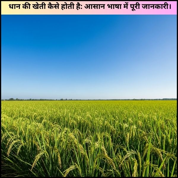 धान की खेती कैसे होती है: आसान भाषा में पूरी जानकारी। धान की खेती कैसे होती है: आसान भाषा में पूरी जानकारी।