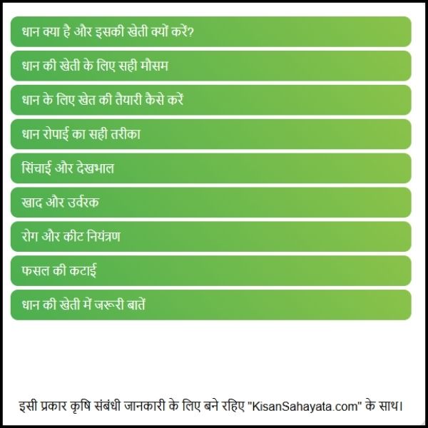 धान की खेती कैसे होती है: आसान भाषा में पूरी जानकारी। धान की खेती कैसे होती है: आसान भाषा में पूरी जानकारी।