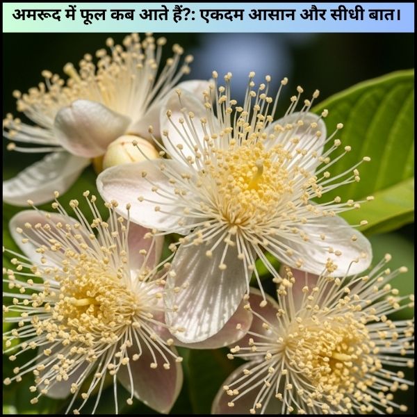 अमरूद में फूल कब आते हैं?: एकदम आसान और सीधी बात। अमरूद में फूल कब आते हैं?: एकदम आसान और सीधी बात।