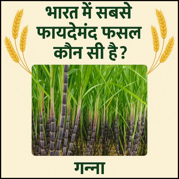 भारत में सबसे फायदेमंद फसल कौन सी हैं