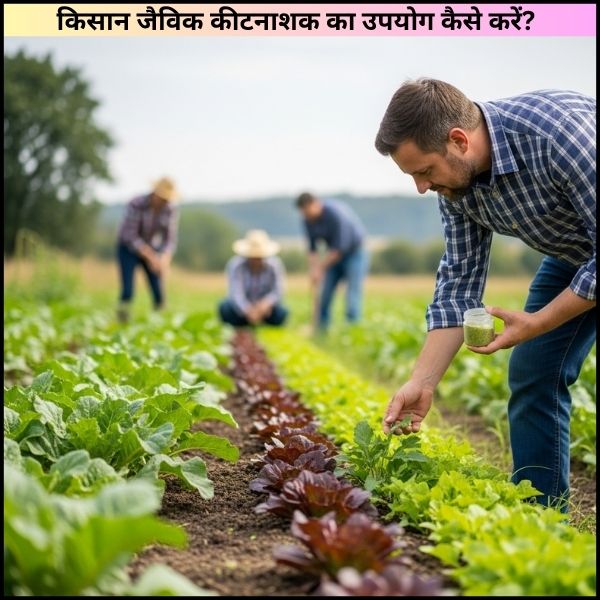 किसान जैविक कीटनाशक का उपयोग कैसे करें?