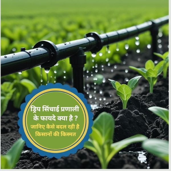 ड्रिप सिंचाई प्रणाली के फायदे क्या है – जानिए कैसे बदल रही है किसानों की किस्मत