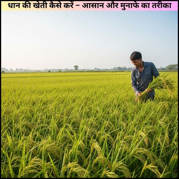 धान की खेती कैसे करें – आसान और मुनाफे का तरीका
