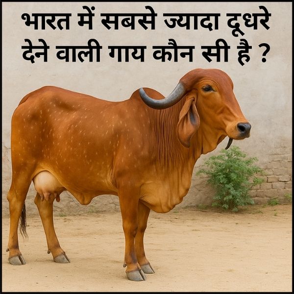 भारत में सबसे ज़्यादा दूध देने वाली गाय कौन सी है? – जानिए | highest milk producing cow breed in India?