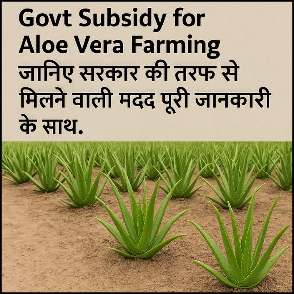 Govt Subsidy for Aloe Vera Farming – जानिए सरकार की तरफ से मिलने वाली मदद पूरी जानकारी के साथ। Govt Subsidy for Aloe Vera Farming – जानिए सरकार की तरफ से मिलने वाली मदद पूरी जानकारी के साथ।
