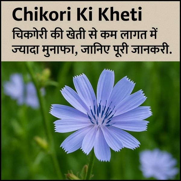Chikori Ki Kheti – चिकोरी की खेती से कम लागत में ज्यादा मुनाफा, जानिए पूरी जानकारी।