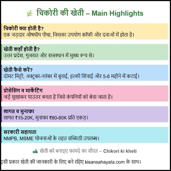 Chikori Ki Kheti – चिकोरी की खेती से कम लागत में ज्यादा मुनाफा, जानिए पूरी जानकारी।