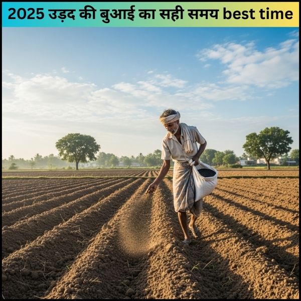 2025 उड़द की बुआई का सही समय best time