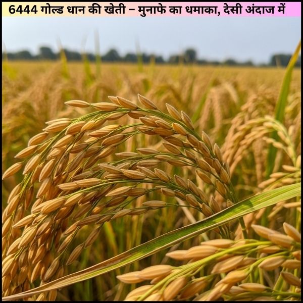 6444 गोल्ड धान की खेती – मुनाफे का धमाका, देसी अंदाज में।
