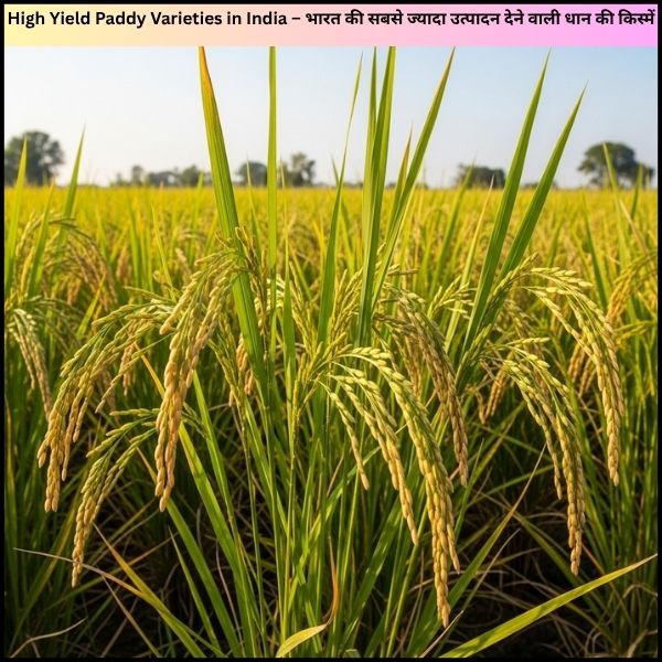 High Yield Paddy Varieties in India – भारत की सबसे ज्यादा उत्पादन देने वाली धान की किस्में