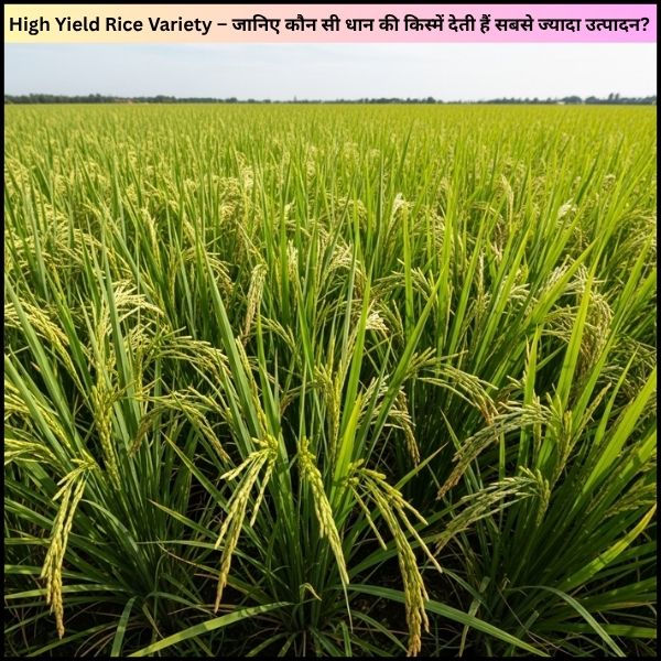High Yield Rice Variety – जानिए कौन सी धान की किस्में देती हैं सबसे ज्यादा उत्पादन