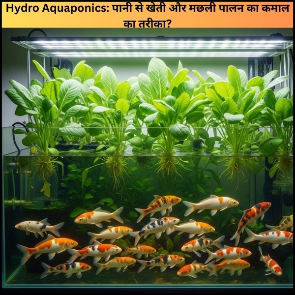 Hydro Aquaponics: पानी से खेती और मछली पालन का कमाल का तरीका?