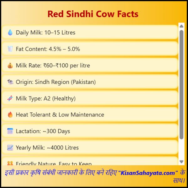 Red Sindhi Cow Per Day Milk कितना देती हैं आप जानकार हैरान रह जाएंगे