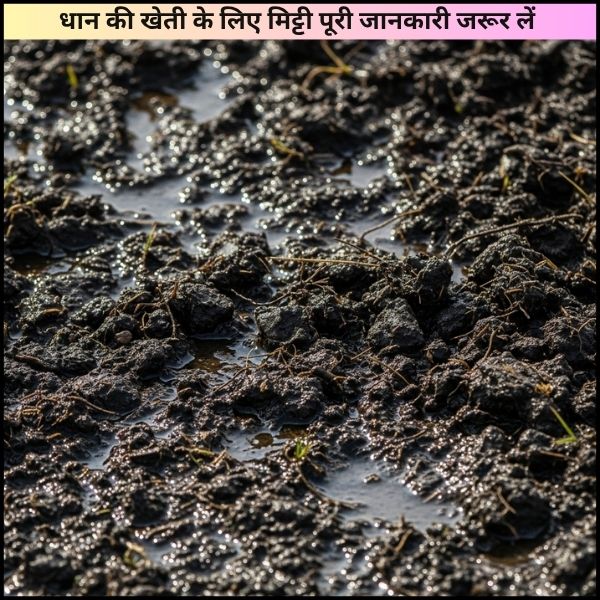 धान की खेती के लिए मिट्टी पूरी जानकारी जरूर लें