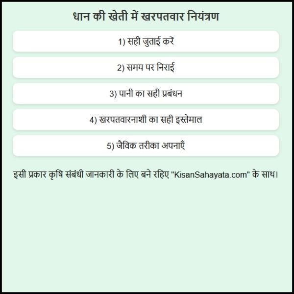धान की खेती में खरपतवार नियंत्रण क्यों जरूरी है 2 धान की खेती में खरपतवार नियंत्रण क्यों जरूरी है