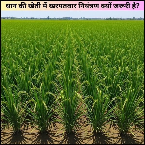 धान की खेती में खरपतवार नियंत्रण क्यों जरूरी है