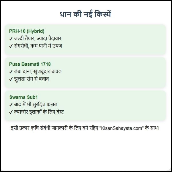 धान की नई किस्म किसान भाइयों के लिए नई उम्मीद। 2 धान की नई किस्म: किसान भाइयों के लिए नई उम्मीद।