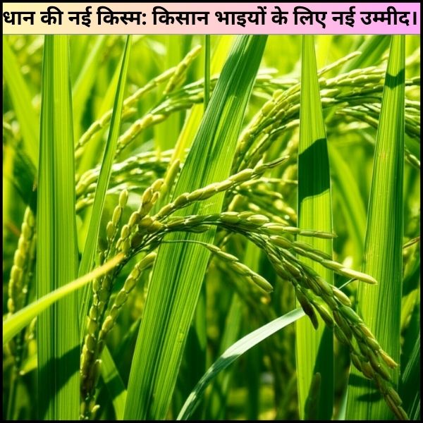 धान की नई किस्म किसान भाइयों के लिए नई उम्मीद। धान की नई किस्म: किसान भाइयों के लिए नई उम्मीद।