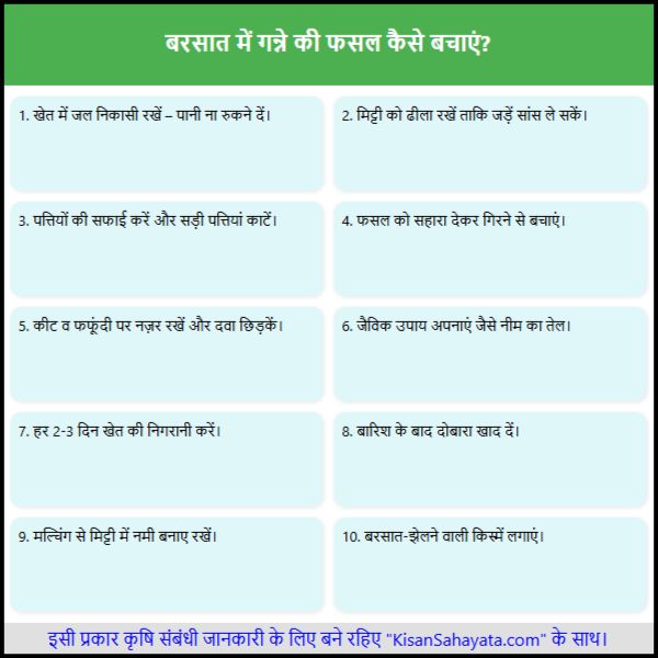 बरसात में गन्ने की फसल को कैसे बचाएं किसान भाइयों के लिए पूरी गाइड बरसात में गन्ने की फसल को कैसे बचाएं किसान भाइयों के लिए पूरी गाइड