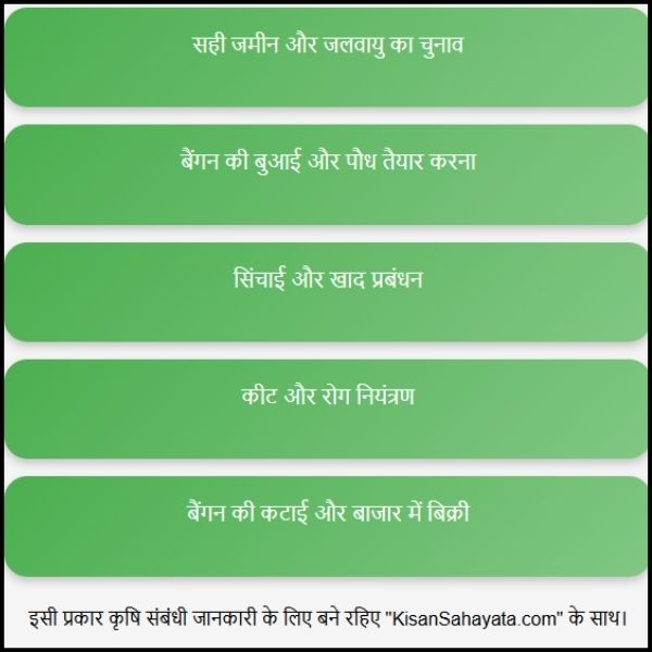 बैंगन की खेती कम मेहनत में अच्छा मुनाफा कमाने का आसान तरीका 2 बैंगन की खेती: कम मेहनत में अच्छा मुनाफा कमाने का आसान तरीका?