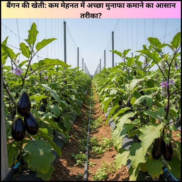 बैंगन की खेती कम मेहनत में अच्छा मुनाफा कमाने का आसान तरीका बैंगन की खेती: कम मेहनत में अच्छा मुनाफा कमाने का आसान तरीका?