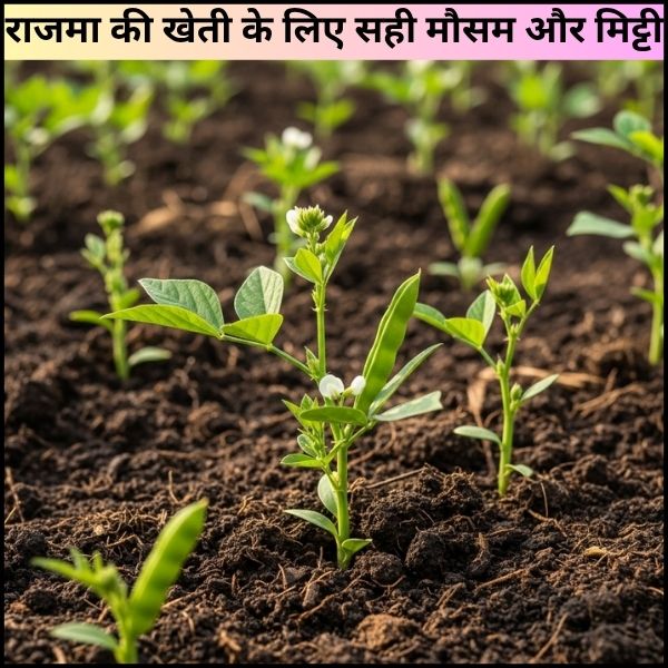 राजमा की खेती कम लागत में ज्यादा मुनाफा कमाने का सही तरीका राजमा की खेती: कम लागत में ज्यादा मुनाफा कमाने का सही तरीका?