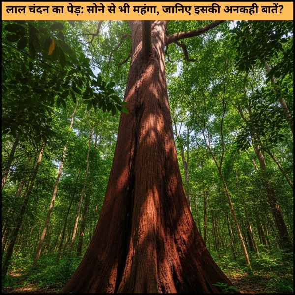 लाल चंदन का पेड़ सोने से भी महंगा, जानिए इसकी अनकही बातें लाल चंदन का पेड़: सोने से भी महंगा, जानिए इसकी अनकही बातें?