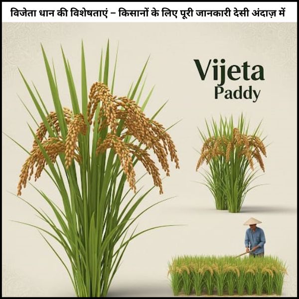 विजेता धान की विशेषताएं – किसानों के लिए पूरी जानकारी देसी अंदाज़ में