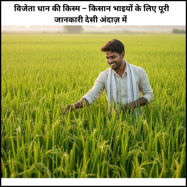 विजेता धान की किस्म – किसान भाइयों के लिए पूरी जानकारी देसी अंदाज़ में