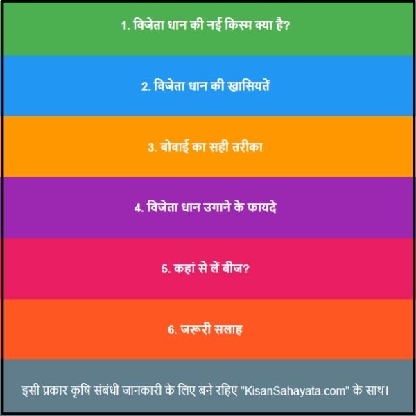 Vijeta धान की नई किस्म: किसानों के लिए ज्यादा पैदावार और मुनाफा।