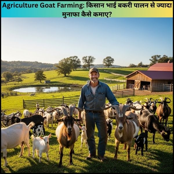 Agriculture Goat Farming किसान भाई बकरी पालन से ज्यादा मुनाफा कैसे कमाए