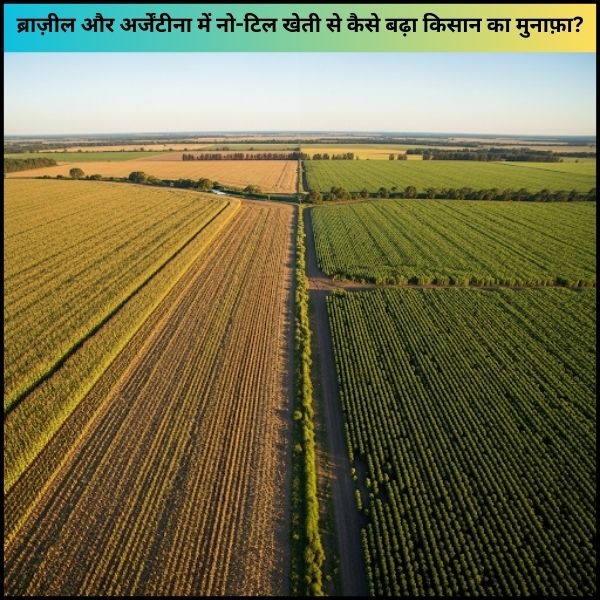 no-till farming in Argentina ब्राज़ील और अर्जेंटीना में नो-टिल खेती से कैसे बढ़ा किसान का मुनाफ़ा