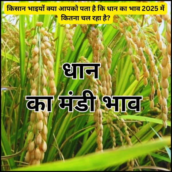 किसान भाइयों क्या आपको पता है कि धान का भाव 2025 में कितना चल रहा है