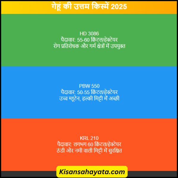 गेहूं की बुवाई के लिए सबसे उत्तम किस्म जो किसानों की आए दोगुना कर दें