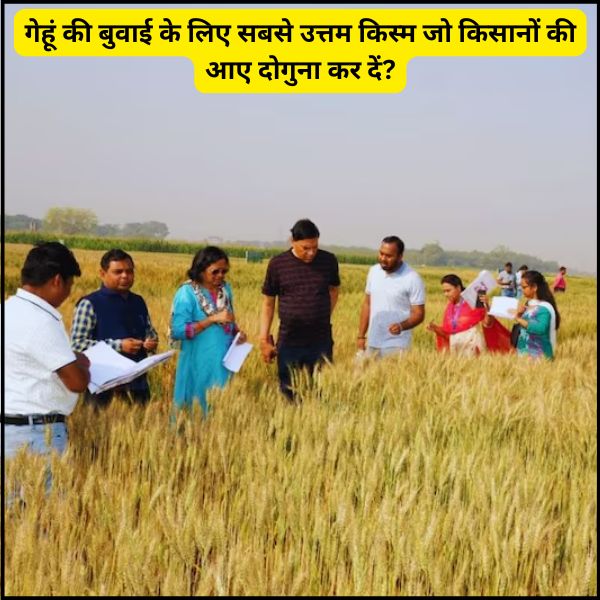 गेहूं की बुवाई के लिए सबसे उत्तम किस्म जो किसानों की आए दोगुना कर दें (2) गेहूं की बुवाई के लिए सबसे उत्तम किस्म जो किसानों की आए दोगुना कर दें