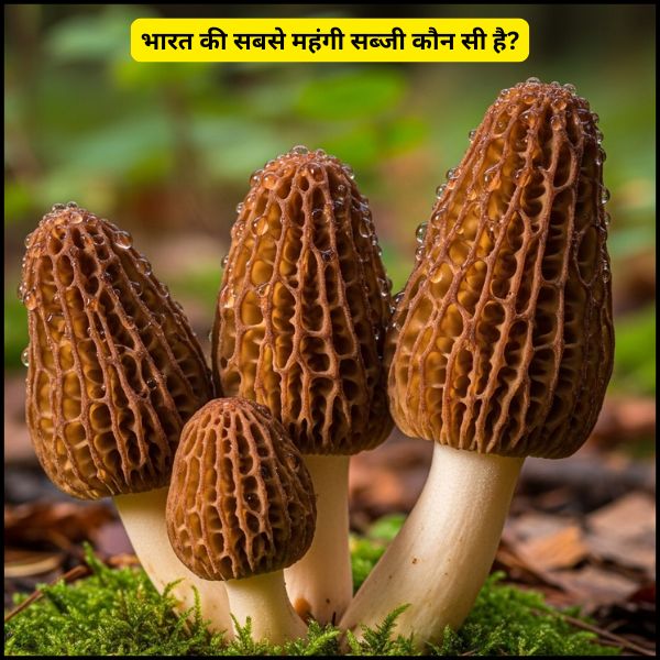 भारत की सबसे महंगी सब्जी कौन सी है (2) भारत की सबसे महंगी सब्जी कौन सी है