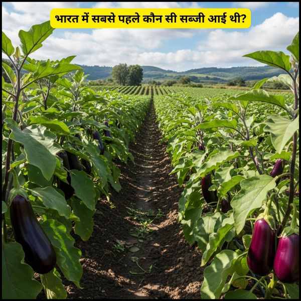 भारत में सबसे पहले कौन सी सब्जी आई थी भारत में सबसे पहले कौन सी सब्जी आई थी
