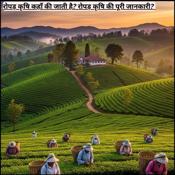 रोपड़ कृषि कहाँ की जाती है? रोपड़ कृषि की पूरी जानकारी?