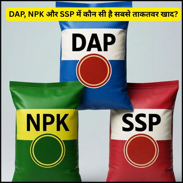 DAP, NPK और SSP में कौन सी है सबसे ताकतवर खाद DAP, NPK और SSP में कौन सी है सबसे ताकतवर खाद