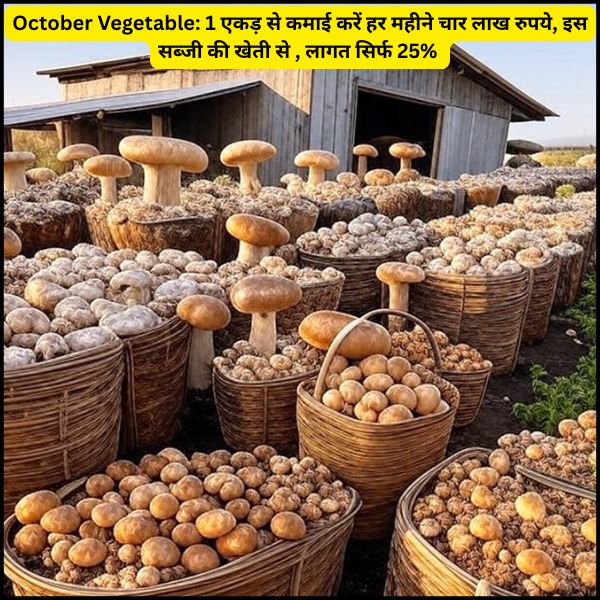 October Vegetable 1 एकड़ से कमाई करें हर महीने चार लाख रुपये, इस सब्जी की खेती से , लागत सिर्फ 25%