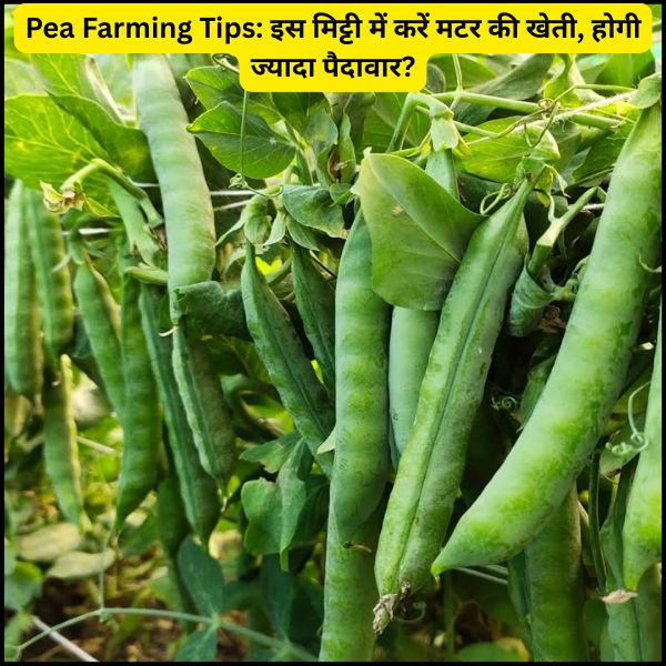 Pea Farming Tips इस मिट्टी में करें मटर की खेती, होगी ज्यादा पैदावार