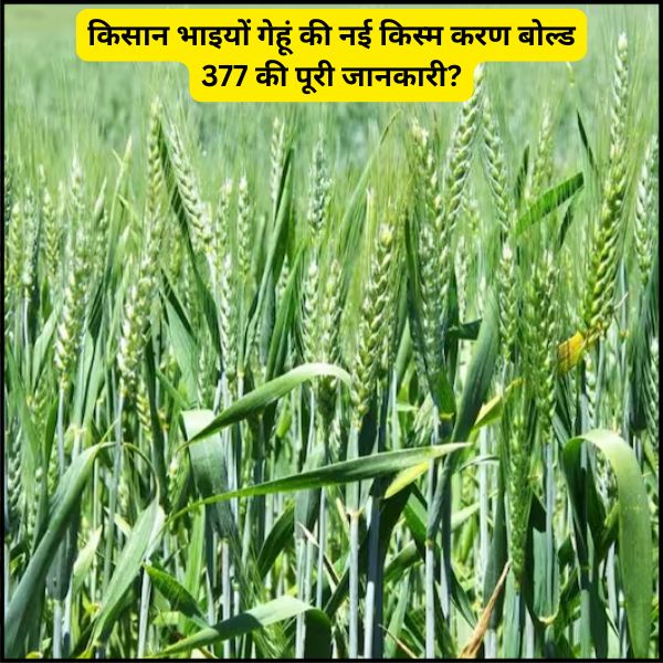 किसान भाइयों गेहूं की नई किस्म करण बोल्ड 377 की पूरी जानकारी