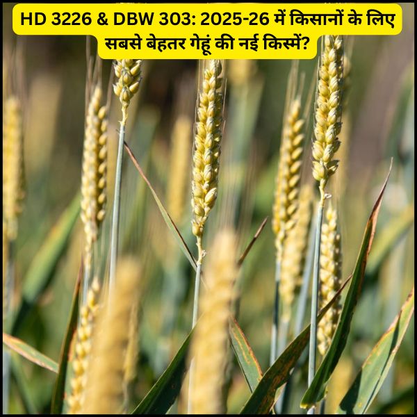 HD 3226 & DBW 303 2025-26 में किसानों के लिए सबसे बेहतर गेहूं की नई किस्में