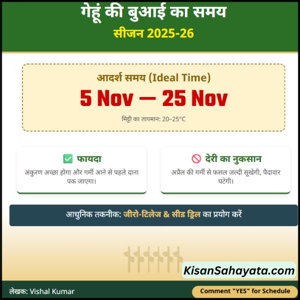 गेहूं की बुआई का समय क्या है किसान भाइयों — पूरी जानकारी